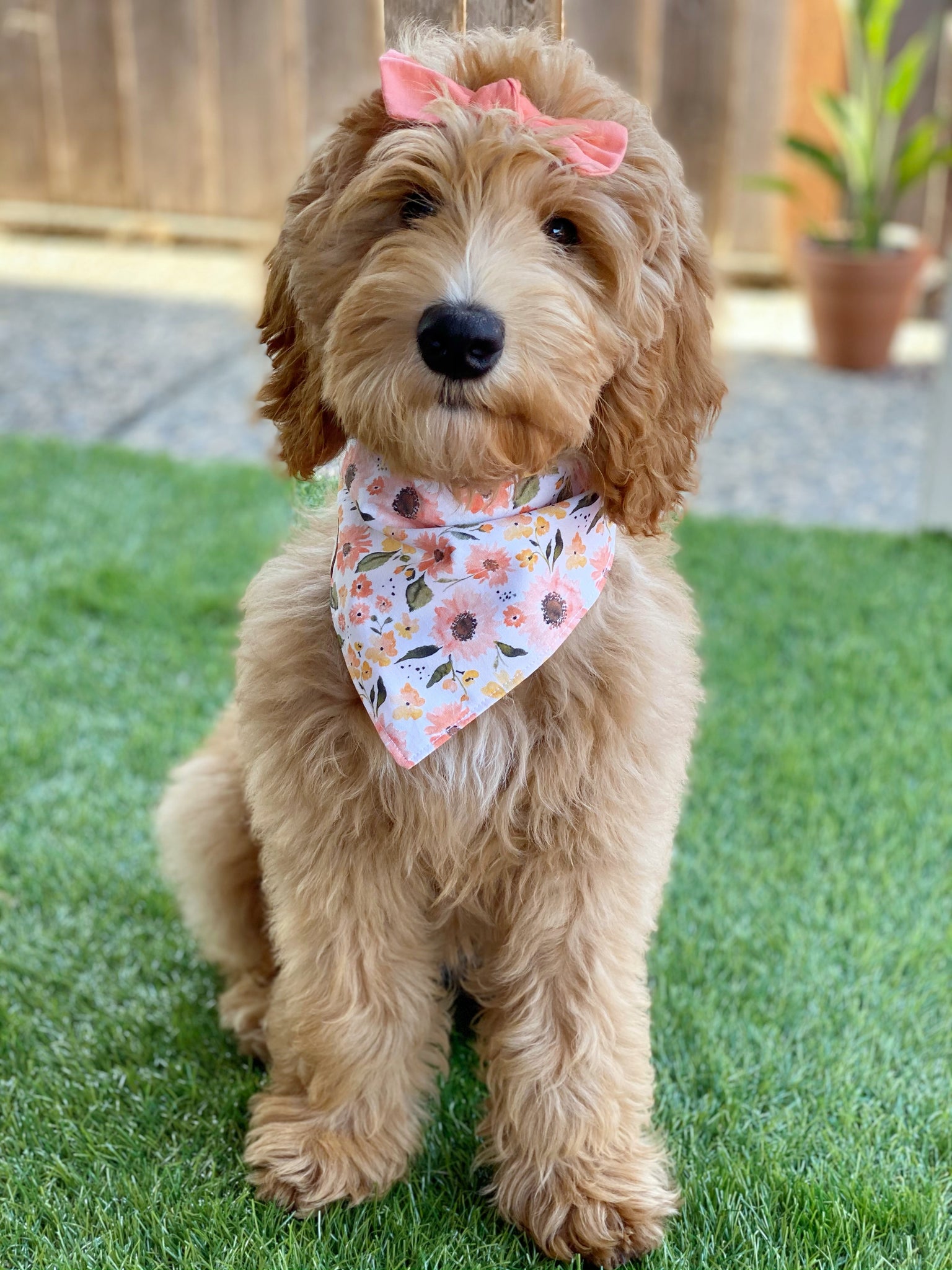 Goldendoodle hot sale hair bows